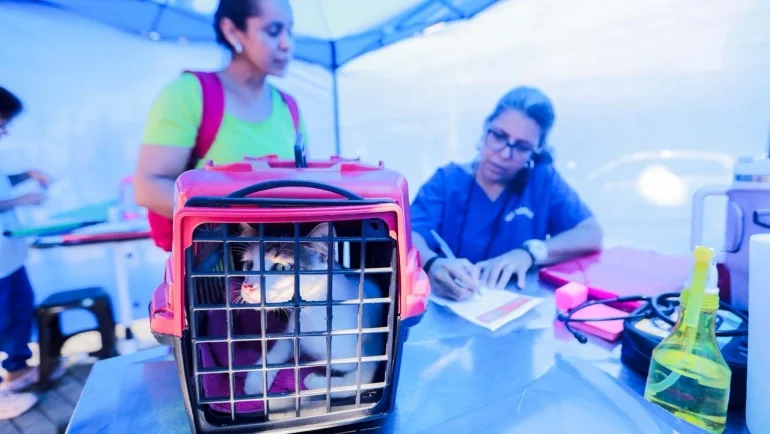 Castramóvel Recife: 800 vagas gratuitas em junho de 2026