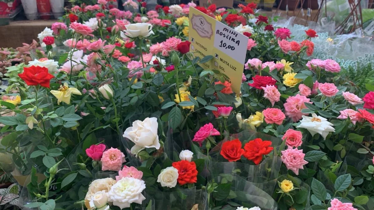 Feira de Flores de Holambra chega ao Patteo Olinda com mais de 200 espécies