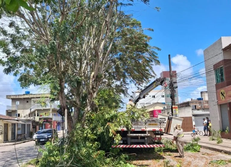 Aplicativo da Prefeitura centraliza pedidos de poda e remoção de árvores em João Pessoa