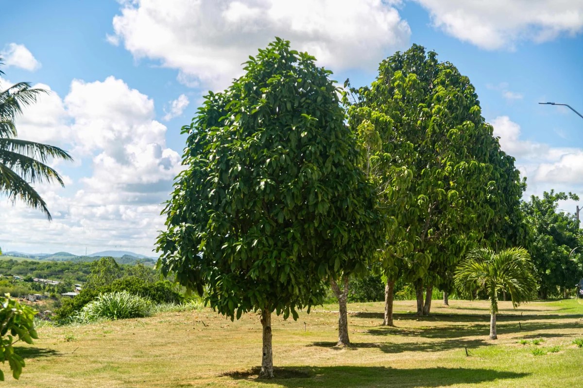 Nova lei protege árvores e amplia arborização urbana em Nossa Senhora do Socorro