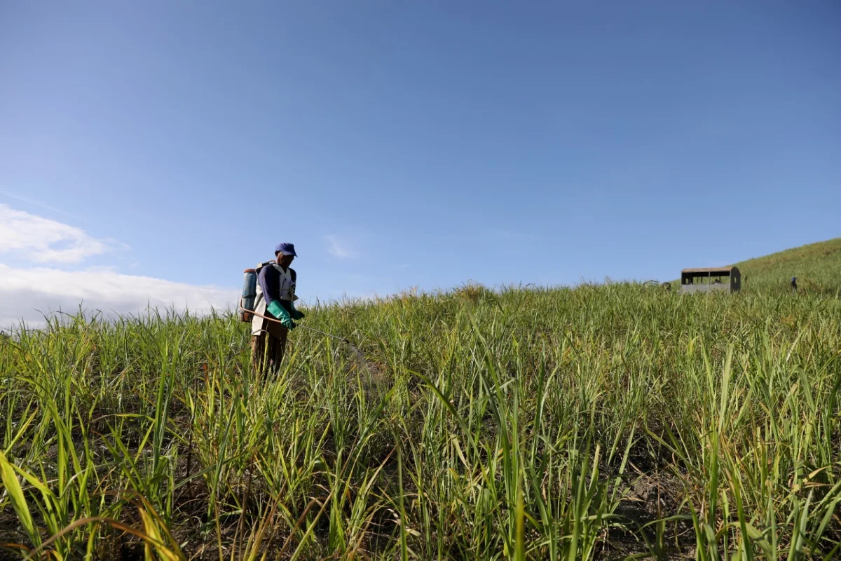 PE compra 18 mil toneladas de fertilizante para canavieiros da Zona da Mata