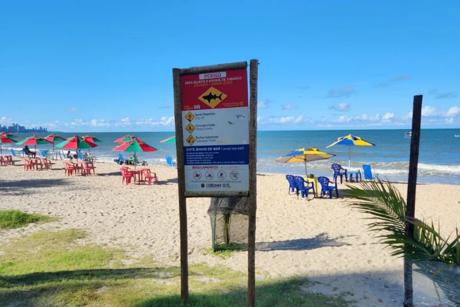 PE retoma monitoramento de tubarões no litoral após 11 anos