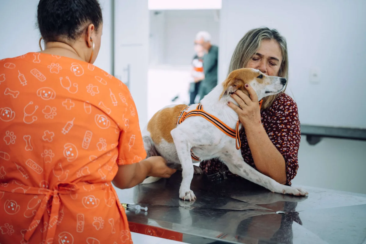 Baturité recebe castração gratuita de cães e gatos