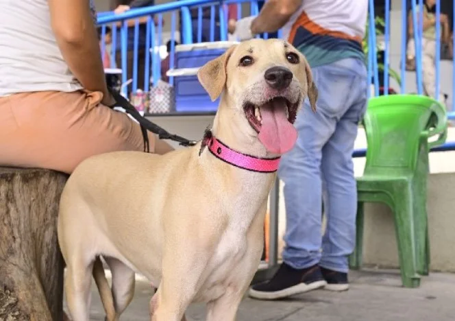Juazeiro do Norte realiza vacinação antirrábica gratuita para cães e gatos de 6 a 10 de julho
